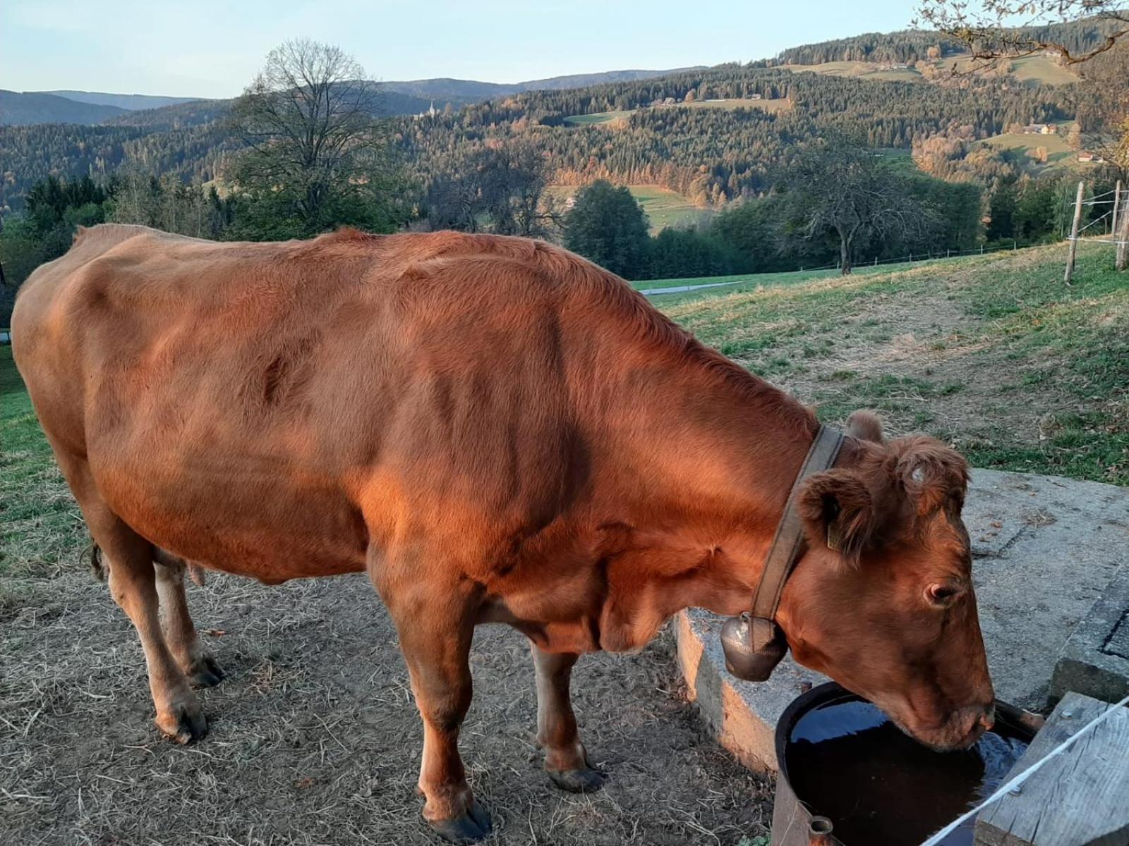 Ferienhaus Koglegg Wies Bagian luar foto